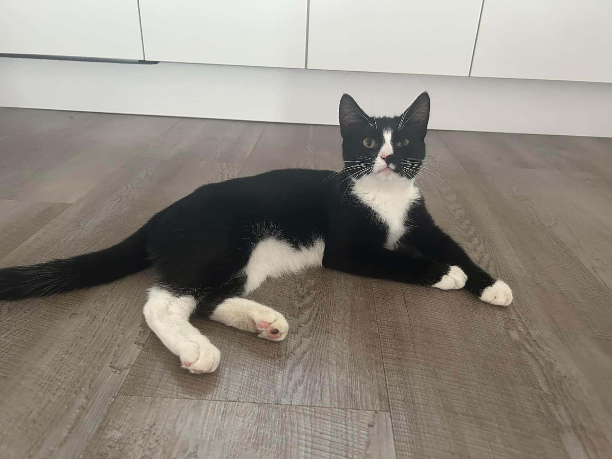 Happy pet (placeholder)